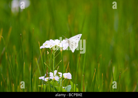 Verde bianco venato Butterfly Artogeia napi sui fiori selvatici scozzese Foto Stock