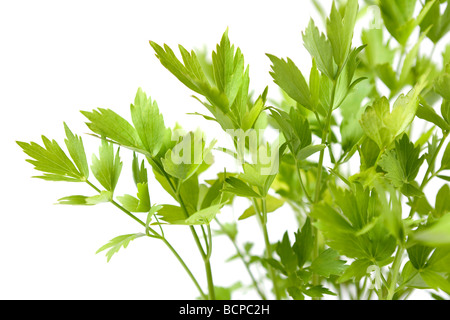 Levisticum officinale Foto Stock