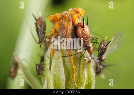 Questi sono gli afidi del genere Uroleucon, probabilmente Uroleucon cfr murale. Quello sulla sinistra apparentemente porti vespe parassita Foto Stock