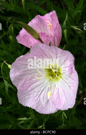 Pink Primrose Oenothera speciosa presi in Croxteth Hall giardino murato, Liverpool, England, Regno Unito Foto Stock