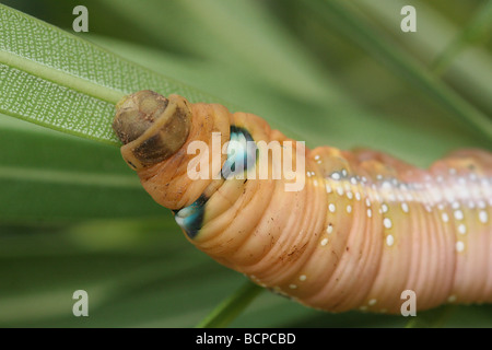Caterpillar dell'oleandro Hawk moth Daphnis nerii Israele Foto Stock