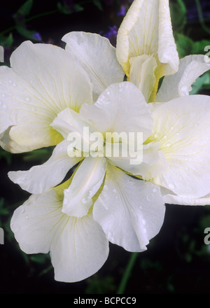 Iris sanguinea 'Sora Queen' syn. Iris sibirica 'Sora Queen', fiore bianco fiori del giardino di piante vegetali Foto Stock