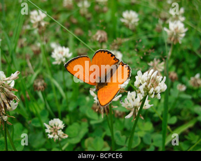 Un maschio di scarsità di rame (Lycaena virgaureae) sul chiodo di garofano. Questa è stata scattata nella Repubblica Ceca. Foto Stock