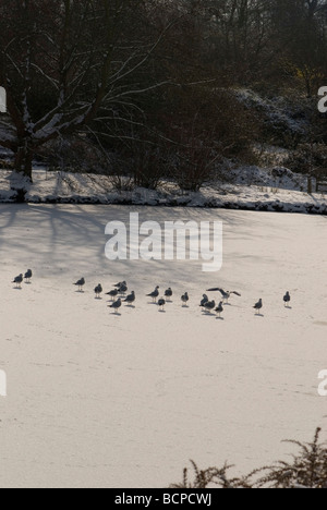 Gabbiani sulla alimentazione Congelato stagno Foto Stock