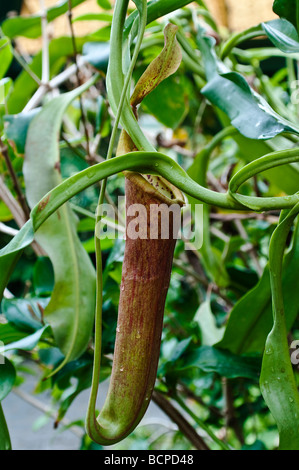 Pianta brocca Nepenthes thorelii x mirabilis Foto Stock