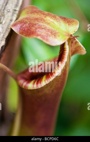 Pianta brocca Nepenthes thorelii x mirabilis Foto Stock