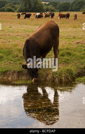 Una mucca di bere da un flusso a Sudbury comune, Suffolk, Inghilterra. Foto Stock