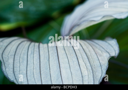 Tacca chantrieri Bat Pianta del diavolo fiore Foto Stock