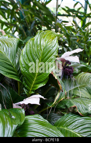 Tacca chantrieri Bat Pianta del diavolo fiore Foto Stock