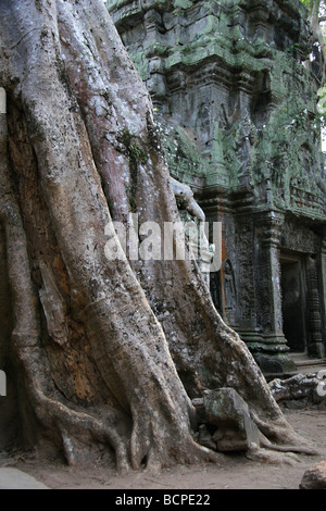 Radici di albero cresce attraverso Ta Prohm rovine, vecchio tempio in Cambogia, nei pressi di Angkor Wat Foto Stock