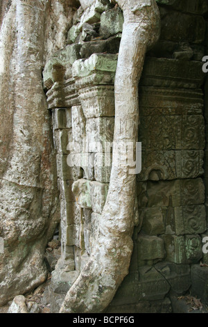 Radici di albero cresce attraverso Ta Prohm rovine, vecchio tempio in Cambogia, nei pressi di Angkor Wat Foto Stock