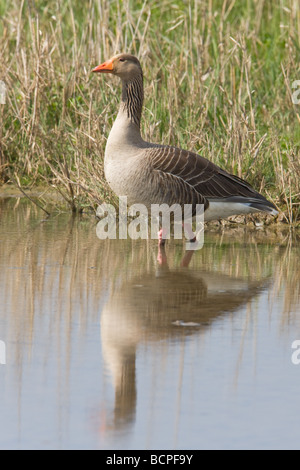 Graylag Anser anser maschio adulto in piedi in acqua shallw con la riflessione Foto Stock