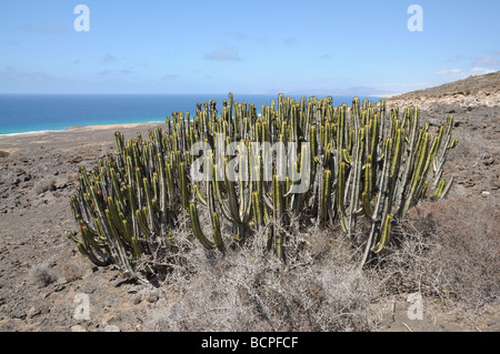 Euphorbia Canariensis sull isola Canarie Fuerteventura, Spagna Foto Stock