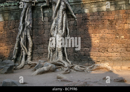 Radici di albero cresce attraverso Ta Prohm rovine, vecchio tempio in Cambogia, nei pressi di Angkor Wat Foto Stock