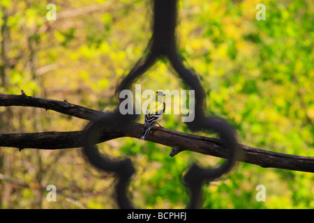 Vista attraverso il gate del Cardellino sul ramo Dupont Lodge Cumberland Falls membro Resort Park Corbin Kentucky Foto Stock