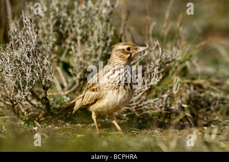 Adulto di Thekla lark Galerida theklae Alicante Spagna Foto Stock