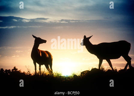 Elk sulla cima al tramonto, Wyoming USA Foto Stock