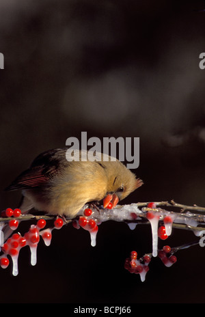 Femmina Cardinale settentrionale si inchina per prendere a bacca rossa dal ramo ghiacciato, Midwest USA Foto Stock