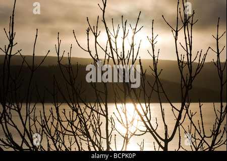 Loch Ness sunrise attraverso filiali, Scotland, Regno Unito Foto Stock