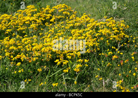 Trifoglio Birdsfoot, Lotus corniculatus, Fabaceae Foto Stock