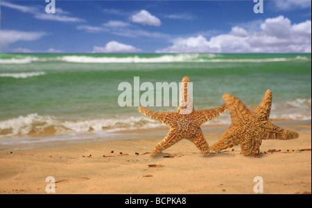 Coppia di stelle marine Humorously passeggiate fuori del Surf sulla spiaggia Foto Stock