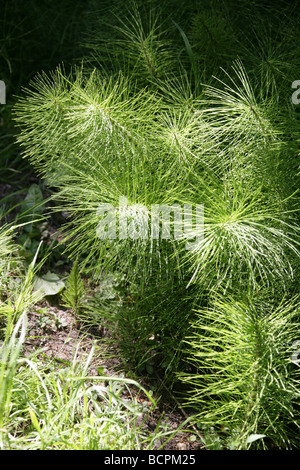 Equiseto, Equisetum telmateia, Equisetaceae. Temperate, Nord Emisfero Nord. Foto Stock