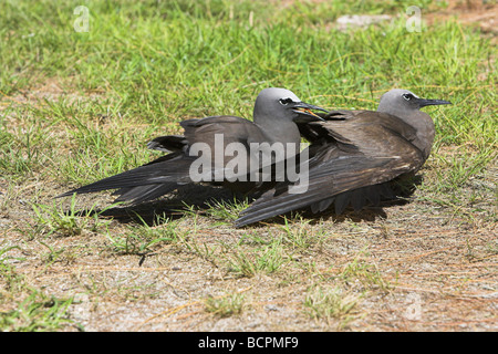 Comuni (marrone) Noddy Anous stolidus coppia a prendere il sole su Bird Island Seychelles in aprile. Foto Stock