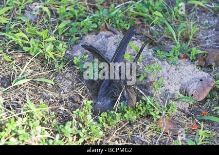 Comuni (marrone) Noddy Anous stolidus metà furono sepolti nella tana del granchio su Bird Island Seychelles in aprile. Foto Stock