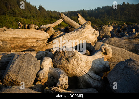 Driftwood, Gold Bluffs Beach, Prairie Creek Redwoods State Park, California Foto Stock