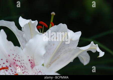 STELLA LILIUM bianca orientale GUARDA un primo piano di fiori mostra macro dettaglio stallo polline stargazer orientale Casa Blanca orizzontale ad alta risoluzione Foto Stock