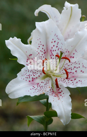 White LILIUM STAR GAZER un fiore primo piano dettaglio macro display stantio polline stargazer orientale Casa Blanca bella alta risoluzione verticale Foto Stock