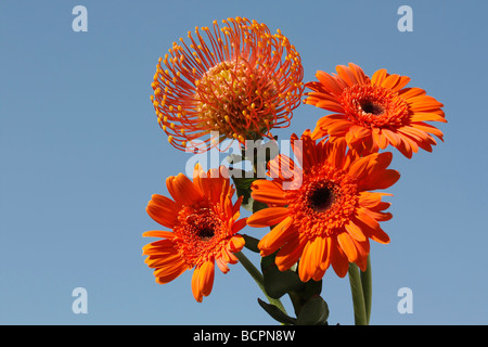 Protea arancione Pincushion con tre fiori di Gerbera su sfondo naturale cielo blu da sotto l'angolo basso primo piano Vista frontale foto natura morta ad alta risoluzione Foto Stock