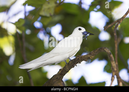Bianco (a) Fairy Tern Gygis alba adulto con cibo sul ramo a Bird Island Seychelles in aprile. Foto Stock