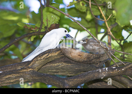 Bianco (a) Fairy Tern Gygis alba chick essendo alimentato da genitori a Bird Island Seychelles in aprile. Foto Stock