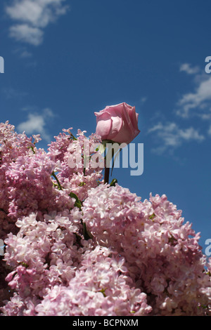 Vista del bellissimo bouquet viola di fiori primaverili all'aperto sullo sfondo blu del cielo, angolo basso da sotto nessuno ad alta risoluzione verticale Foto Stock