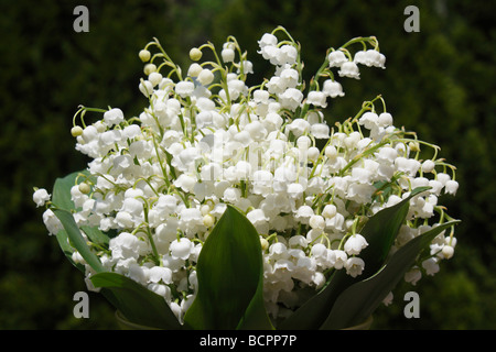 Giglio bianco della Valle Convallaria Majalis bouquet di fiori minimale un fiore natura artistico colore minimalista macro foto idee immagine ad alta risoluzione Foto Stock
