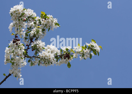 Vista della fioritura di Crataegus Monogyna, un albero e rami con frutti in fiori bianchi boccioli in fiore sul cielo blu in primavera, angolo basso da sotto alta risoluzione Foto Stock