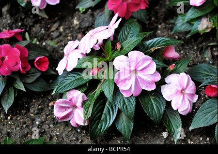 Rosso e Rosa Impatiens piante piantate marciapiede Foto Stock