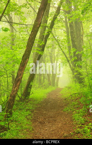 Appalachian Trail vicino a South River Falls Parco Nazionale di Shenandoah Foto Stock