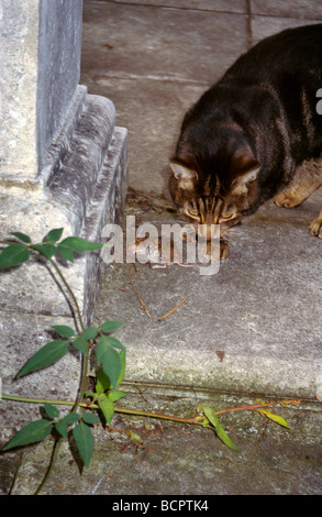 Cat & Mouse Foto Stock