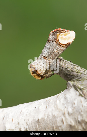 Buff-punta Moth Phalera bucephala a riposo su un ramoscello morto Foto Stock