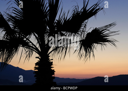 Palm tree al tramonto sulla spiaggia di Petres vicino a Rethymnon, Creta, Grecia Foto Stock