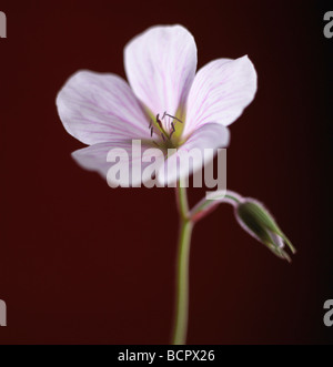 Geranio - varietà non identificato Geranio / Cranesbill Foto Stock