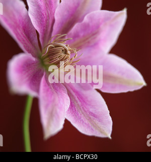 La clematide - varietà non identificato Clematis Foto Stock