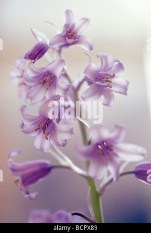 Hyacinthoides hispanica Bluebell - Spagnolo bluebell Foto Stock