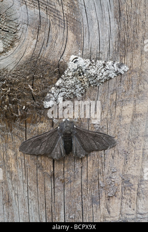 Pepati falena Biston betularia & Biston betularia carbonaria a riposo che mostra le variazioni di colore e marcature di mimetizzazione Foto Stock