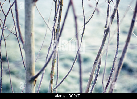 Betula jacquemontii betulla Foto Stock