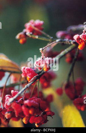 Euonymus europaeus albero di mandrino Foto Stock