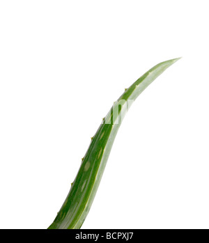 Aloe Vera Aloe vera Foto Stock
