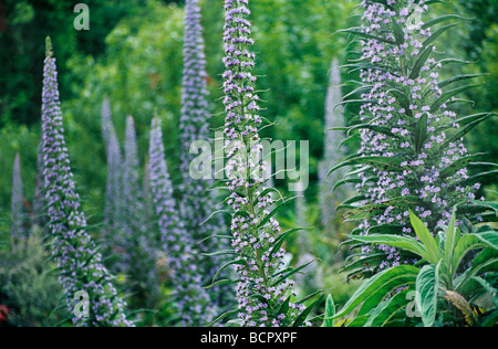 Echium wildpretii Echium / torre di gioielli Foto Stock